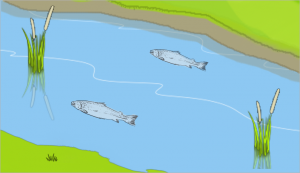 River habitats and alleviation, Flood alleviation, Flood defence, alleviation schemes