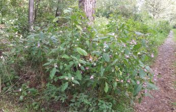 Invasive Himalayan Balsam, Invasive Species, Invasive