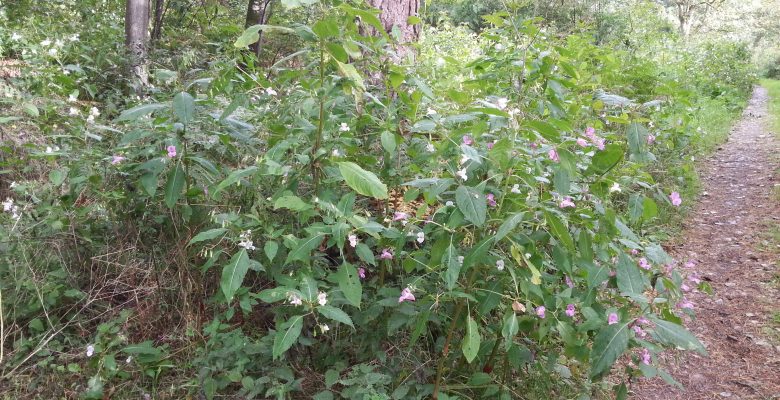 Invasive Himalayan Balsam, Invasive Species, Invasive