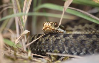 Adder, Reptiles, Reptile Surveys