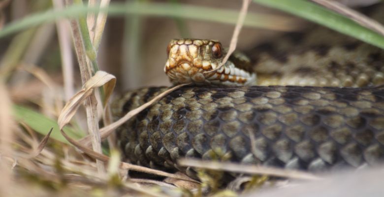 Adder, Reptiles, Reptile Surveys