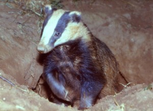 Badger, Badger Survey