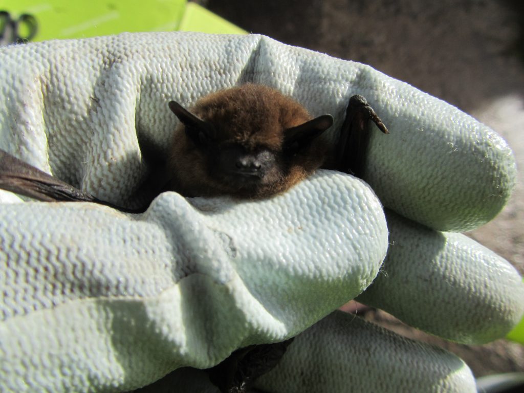 Bats Transect Surveys EcoNorth
