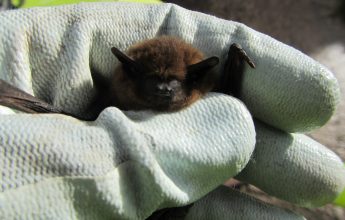 Saved from demolition, Bat, Rescued Bat, Pip