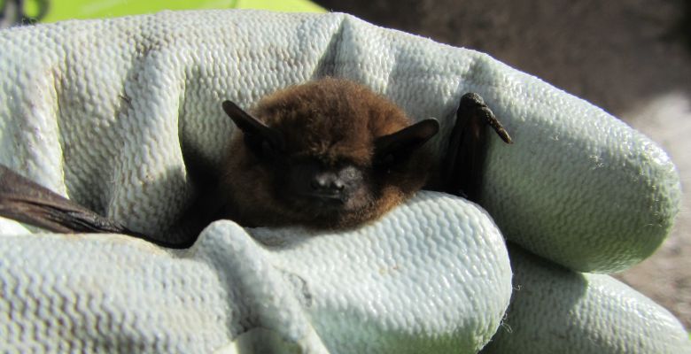 Saved from demolition, Bat, Rescued Bat, Pip