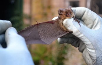 Hibernation Survey, Bats Transect Surveys,Preliminary Roost Assessment ,Licensing, Bats, Bat, Bat Survey,Licensing, Process and Supporting,Bat Activity Surveys