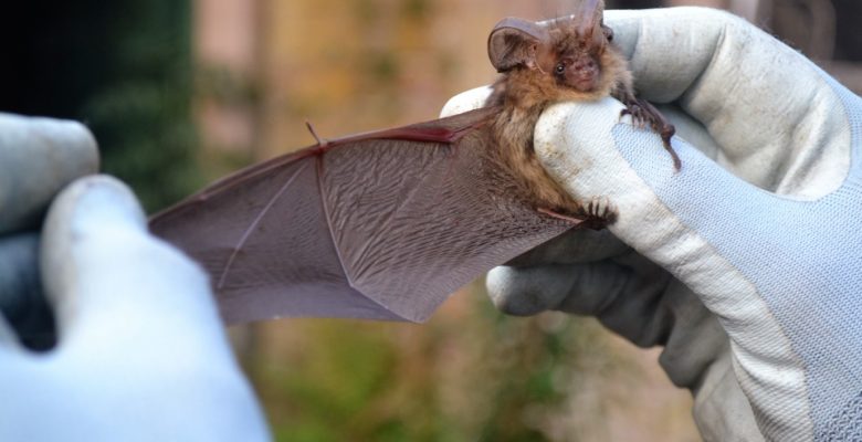 Hibernation Survey, Bats Transect Surveys,Preliminary Roost Assessment ,Licensing, Bats, Bat, Bat Survey,Licensing, Process and Supporting,Bat Activity Surveys