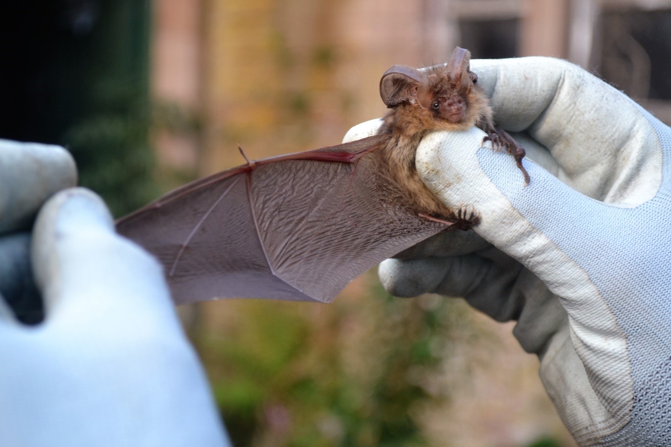 Bats Activity Surveys EcoNorth