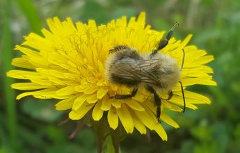 Invertebrate, Invertebrate Survey