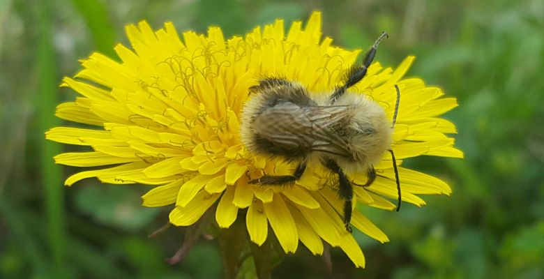 Invertebrate, Invertebrate Survey