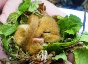 Dormouse Cage and Hair traps, Dormouse - Nest Searches