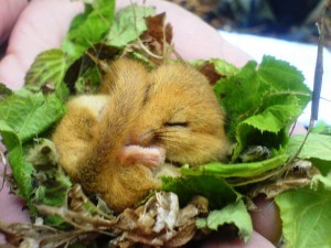 Dormouse Cage and Hair traps, Dormouse - Nest Searches