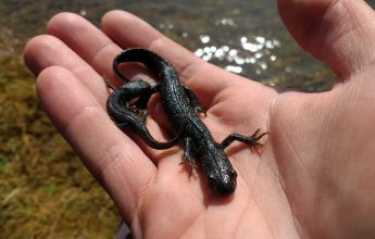 Great Crested Newt, GCN, Newt, Newt Survey, GCN Survey, Great Crested Newt Survey