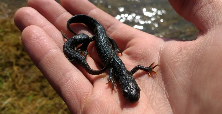 Great Crested Newt, GCN, Newt, Newt Survey, GCN Survey, Great Crested Newt Survey