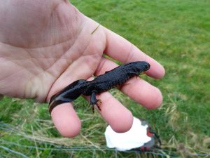 Refuge Surveys,Great Crested Newt’s at Pickering Showground, GCN, Great Crested Newt,great crested newts