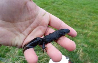 Refuge Surveys,Great Crested Newt’s at Pickering Showground, GCN, Great Crested Newt,great crested newts