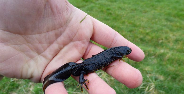 Refuge Surveys,Great Crested Newt’s at Pickering Showground, GCN, Great Crested Newt,great crested newts