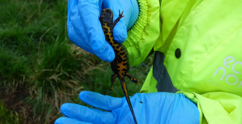 Habitat Suitability Index assessment, Great Crested Newt’s at Pickering Showground, GCN, Great Crested Newt,great crested newts, Breeding Survey,eDNA surveys