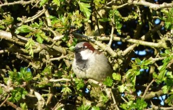 Happy Birds, Happy Clients at Seahouses Middle School, Birds, Bird, Breading Birds