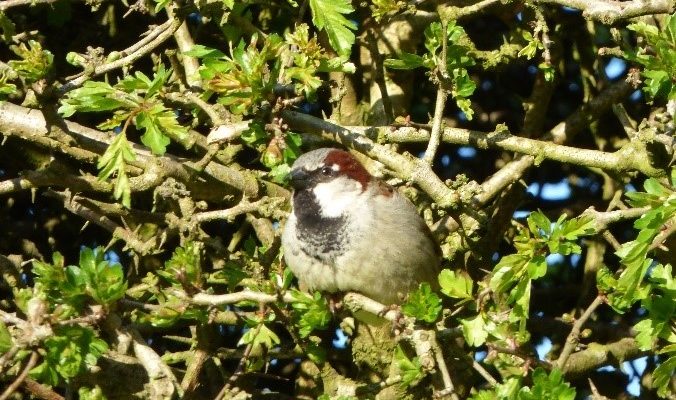 Happy Birds, Happy Clients at Seahouses Middle School, Birds, Bird, Breading Birds