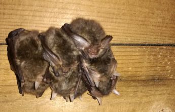 Hibernating bats, Hibernation Survey