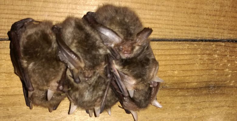 Hibernating bats, Hibernation Survey