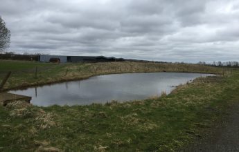 Habitat Suitability Index Assessment, Great Crested Newt, GCN, Newt, Newt Survey, GCN Survey, Great Crested Newt Survey