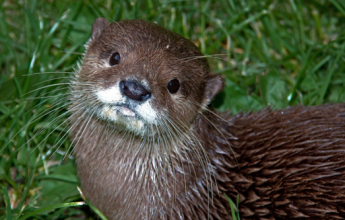 otter holt