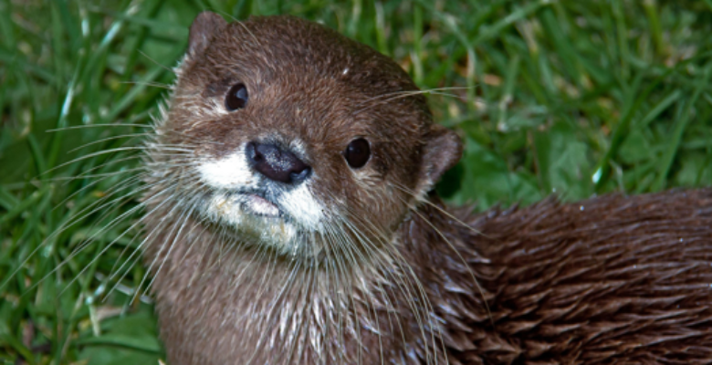 otter holt