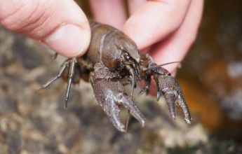 White Clawed Crayfish, WCC, Crayfish, Crayfish Survey, White Clawed Crayfish Survey, Crayfish Handling, White Claw Crayfish Handling