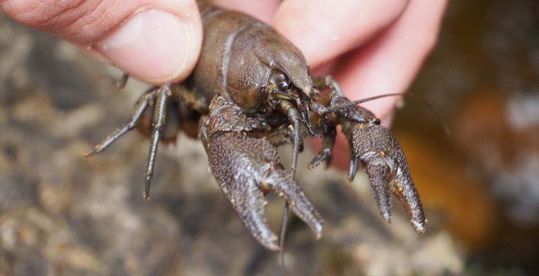 White Clawed Crayfish, WCC, Crayfish, Crayfish Survey, White Clawed Crayfish Survey, Crayfish Handling, White Claw Crayfish Handling