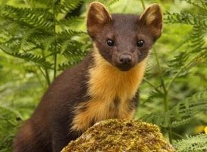 Pine martens, Pine Marten Breeding Den Surveys