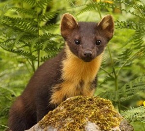 Pine martens, Pine Marten Breeding Den Surveys