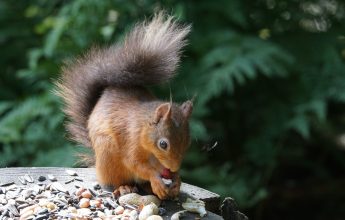 Red Squirrel,Red Squirrel - Transect Survey