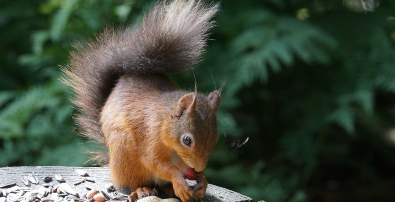 Red Squirrel,Red Squirrel - Transect Survey