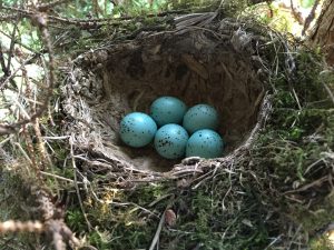Song thrush nest