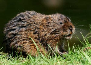 Water Vole, Water Voles Surveys