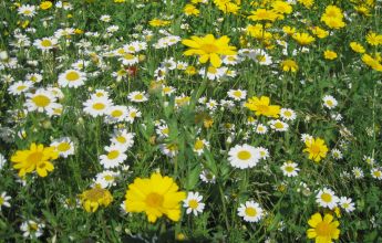 corn marigold and feverfew