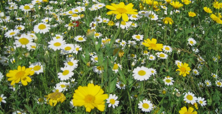 corn marigold and feverfew