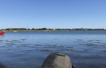 River Blyth Estuary Terns Survey, Tern, Terns, Tern Survey, Bird, Survey, ornithology