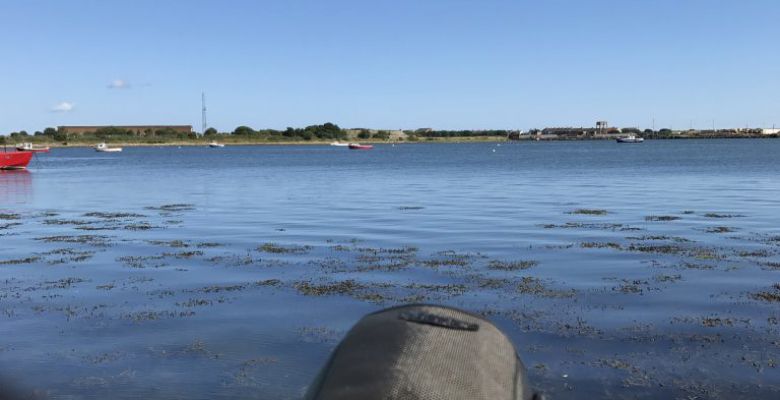 River Blyth Estuary Terns Survey, Tern, Terns, Tern Survey, Bird, Survey, ornithology