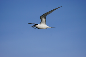 Terns Survey, Tern, Survey