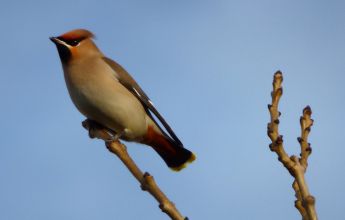 Winter bird surveys