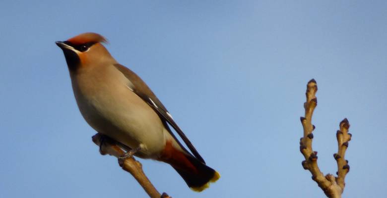 Winter bird surveys