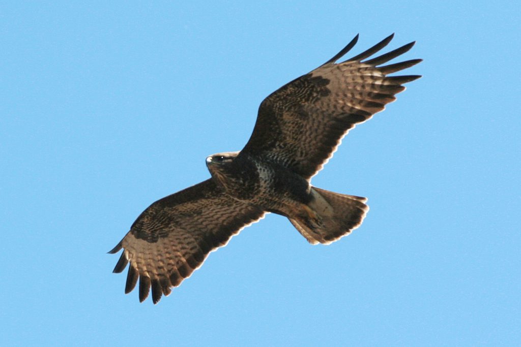 National Buzzard Day EcoNorth