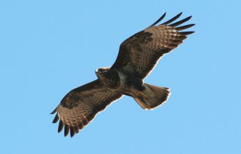 buzzard, bird, bird survey