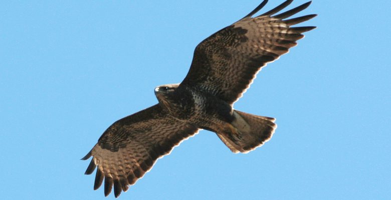 buzzard, bird, bird survey