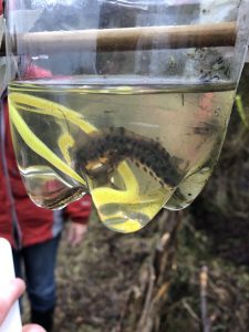 A great crested newt captured in a glow stick baited trap