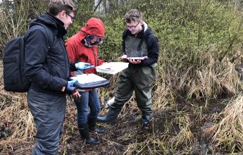 Great crested newt survey