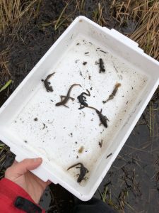 Newt being identified during a great crested newt survey